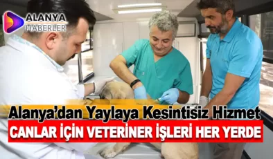 Alanya Belediyesi, Yaylalardaki Sokak Hayvanlarını Koruma Çalışmalarına Hız Kesmeden Devam Ediyor