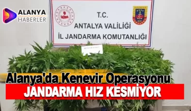 Alanya’da Kenevir Operasyonu, Jandarma Hız Kesmiyor