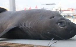 Alanya açıklarında Ninja Lanternshark cinsi köpek balığı yakalandı