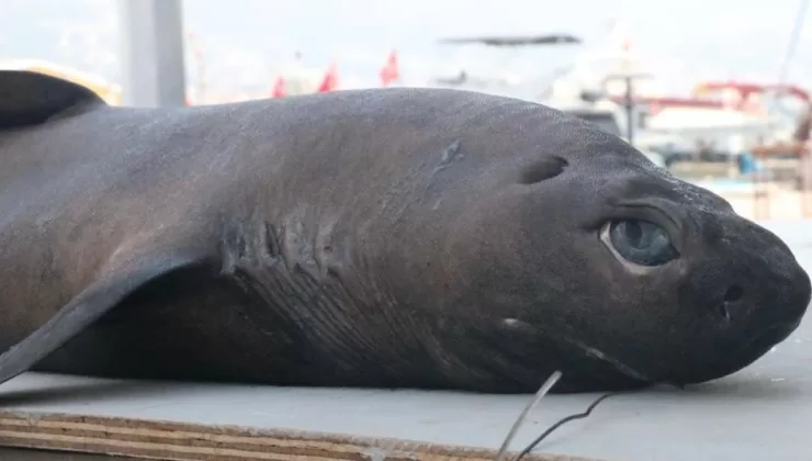 Alanya açıklarında Ninja Lanternshark cinsi köpek balığı yakalandı