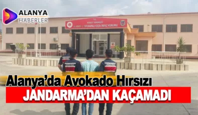 Alanya’da Avokado Hırsızı JASAT’a Yakalandı