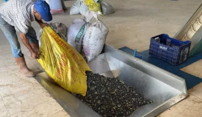 Alanya’da zeytinyağı üretiminde zorlu yıl başladı