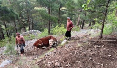 Alanya’da uçuruma yuvarlanan dana kurtarıldı