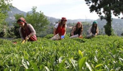 ÇAYKUR’dan yaş çay alımına kontenjan kararı