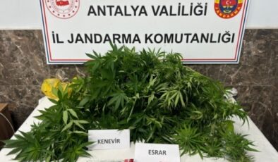 Alanya’da jandarmadan kenevir baskını